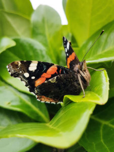 A butterfly perched on a leaf at Antony House photo for the Richard W Luscombe Photography Portfolio
