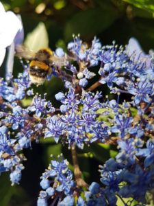 Bee on a blue flower at Antony Gardens photo for the Richard W Luscombe Photography Portfolio