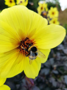 A bee pollinating a yellow flower at Lanhydrock House photo for the Richard W Luscombe Photography Portfolio