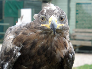 A bird of prey pictured face on photo for the Richard W Luscombe Photography Portfolio