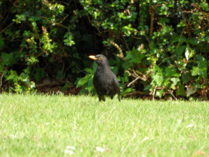 Black bird on the grass at Mount Edgcumbe photo for the Richard W Luscombe Photography Portfolio