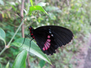 A large black and pink butterfly at Xcaret Mexico photo for the Richard W Luscombe Photography Portfolio