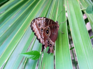 Brown and yellow butterfly on a leaf at Xcaret Mexico photo for the Richard W Luscombe Photography Portfolio