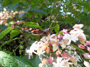 A butterfly on a flower at Antony Gardens photo for the Richard W Luscombe Photography Portfolio