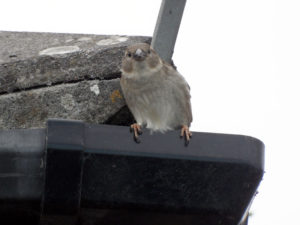 A sparrow on a roof in Padstow photo for the Richard W Luscombe Photography Portfolio