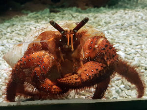 A crab face on at the National Marine Aquarium photo for the Richard W Luscombe Photography Portfolio