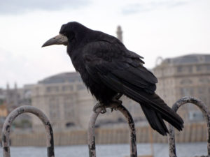 Black crow sat on a fence at Mount Edgcumbe photo for the Richard W Luscombe Photography Portfolio