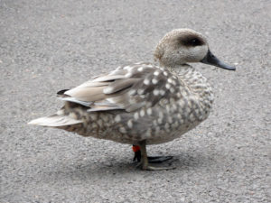 A brown duck at Mount Edgcumbe photo for the Richard W Luscombe Photography Portfolio