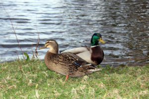 A male and female duck by a pond at Mount Edgcumbe photo for the Richard W Luscombe Photography Portfolio