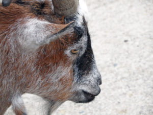 The side profile of a goats face at Paignton Zoo photo for the Richard W Luscombe Photography Portfolio