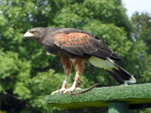 A hawk ready to fly photo for the Richard W Luscombe Photography Portfolio