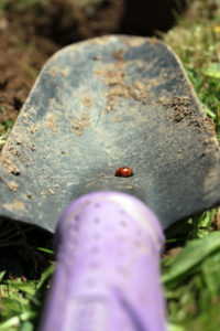 A ladybird crawling on a small spade laying on the grass photo for the Richard W Luscombe Photography Portfolio