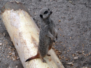 Posing meerkat on a log photo for the Richard W Luscombe Photography Portfolio