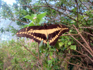 A large black and yellow butterfly at Xcaret Mexico photo for the Richard W Luscombe Photography Portfolio