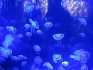 Jellyfish in bright blue water at Xcaret in Mexico photo for the Richard W Luscombe Photography Portfolio