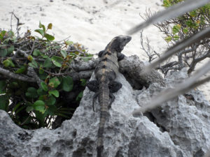 A lizard perched on a rock overlooking Tulum Beach Mexico photo for the Richard W Luscombe Photography Portfolio