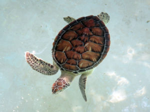 A swimming turtle pictured at Xcaret in the Riviera Maya Mexico photofor the Richard W Luscombe Photography Portfolio