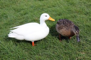A white and brown duck searching for food on the grass at Mount Edgcumbe photo for the Richard W Luscombe Photography Portfolio