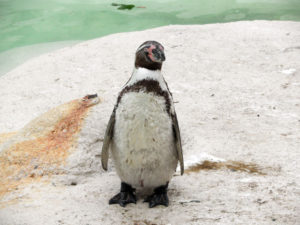A penguin posing at Newquay Zoo photo for the Richard W Luscombe Photography Portfolio