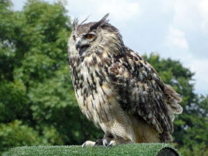 A calling owl on a perch photo for the Richard W Luscombe Photography Portfolio