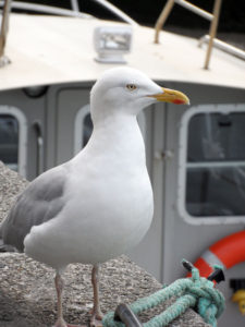 A seagull sat by the harbour in Padstow photo for the Richard W Luscombe Photography Portfolio
