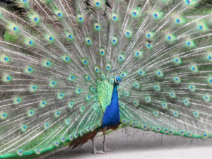 A Peacock with open fantail photo for the Richard W Luscombe Photography Portfolio