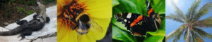 Lizard, bee, butterfly and palm tree photos for Richard W Luscombe Photography Header