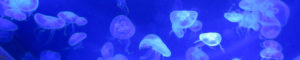 Mexican jellyfish in bright blue water for Richard W Luscombe Portfolio header image