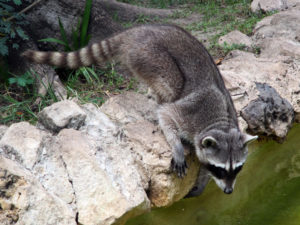 Raccoon about to jump in the water at Xcaret Mexico photo for the Richard W Luscombe Photography Portfolio