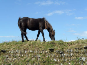 A horse grazing at Rame Head photo for the Richard W Luscombe Photography Portfolio