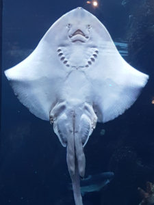 Ray pressed to the glass at the National Marine Aquarium photo for the Richard W Luscombe Photography Portfolio