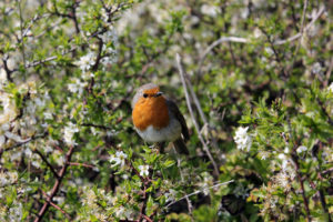 Robin in a tree photo for the Richard W Luscombe Photography Portfolio