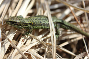 A lizard hidden in grass at Siblyback Lake photo for the Richard W Luscombe Photography Portfolio