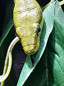 a snake with tongue out at Paignton Zoo photo for the Richard W Luscombe Photography Portfolio