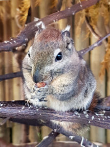 A squirrel eating a nut at Paignton Zoo photo for the Richard W Luscombe Photography Portfolio