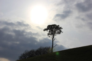Tree on a Hill at Mount Edgcumbe photo for the Richard W Luscombe Photography Portfolio