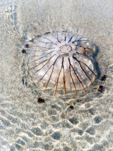 A washed up jellyfish at Tregantle Beach for photo the Richard W Luscombe Photography Portfolio