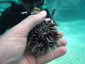 Richard Luscombe holding a sea urchin during the sea trek at Xcaret Mexico photo for the Richard W Luscombe Photography Portfolio