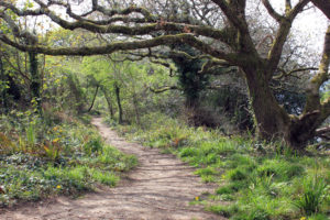 Woodland Path at Antony Cornwall photo for the Richard W Luscombe Photography Portfolio